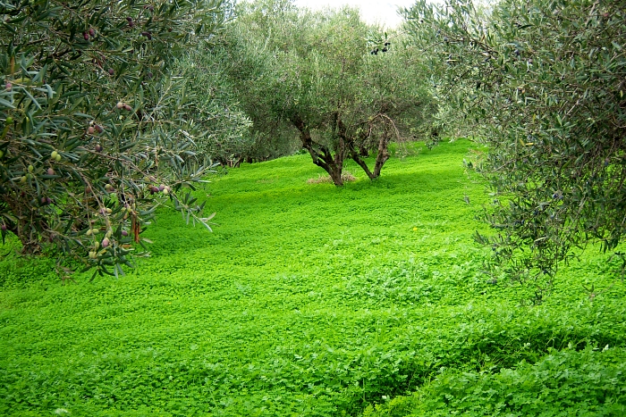 100_2021 small KALYVES OLIVE GROVE.jpg - 394213 Bytes